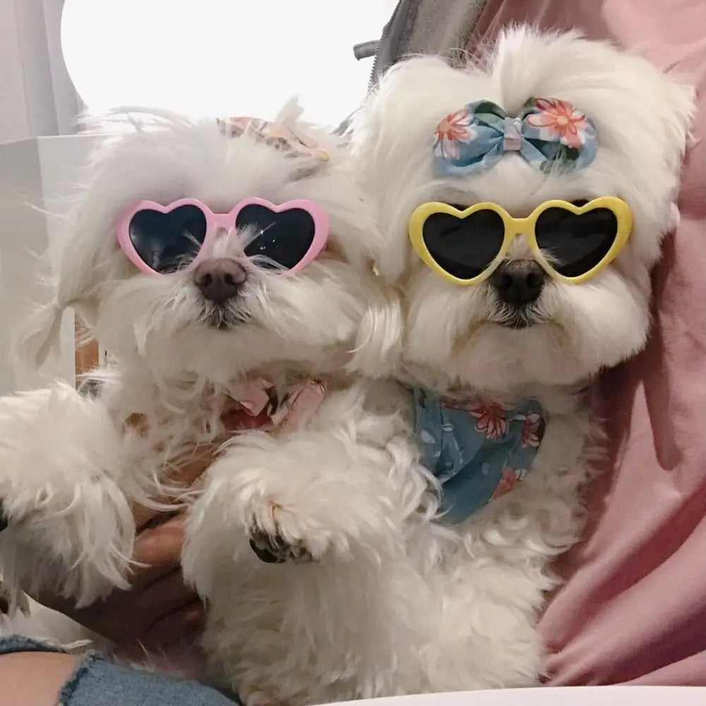 Plastic Cute Pet Products For Small Cat Photos Props Pet Glasses Cat Glasses Cat Eye-Wear Cat Sunglasses Pets Party Decor by Quickfindgoods